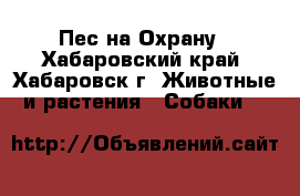 Пес на Охрану - Хабаровский край, Хабаровск г. Животные и растения » Собаки   